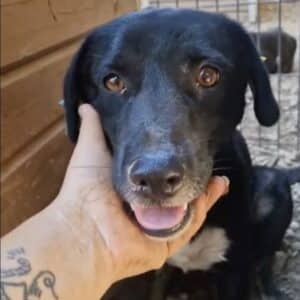 VICO (♂) – vermisst 11/24